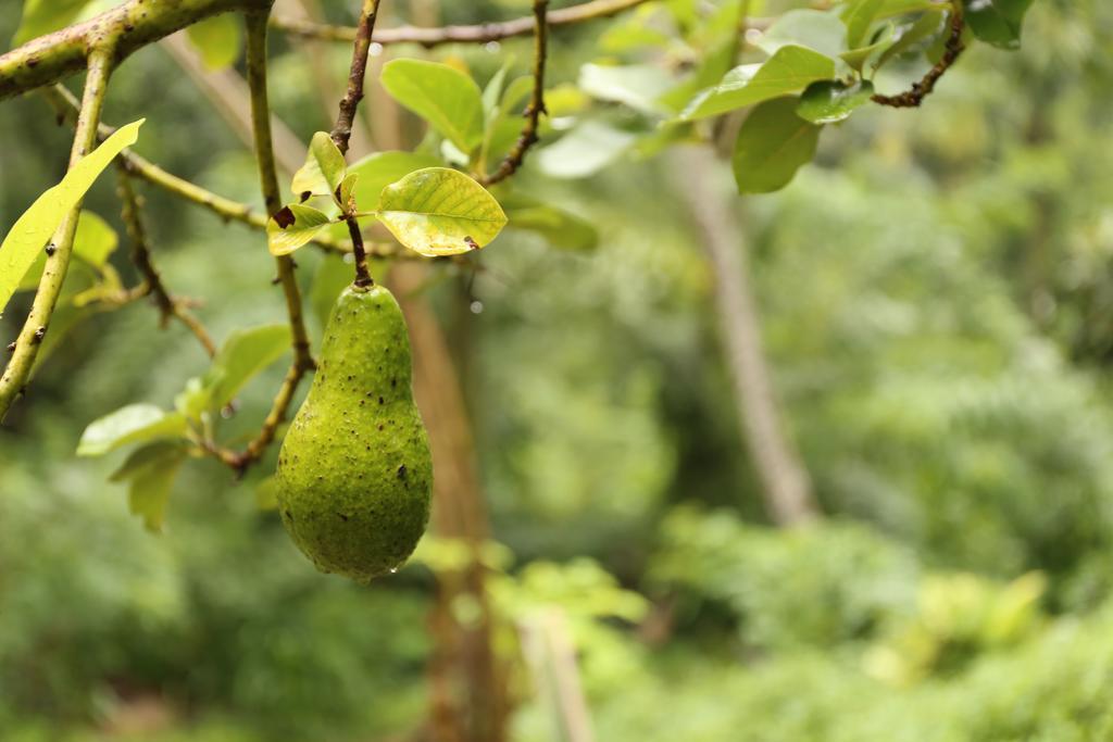 فندق Plantation Retreat Pathadumbara المظهر الخارجي الصورة